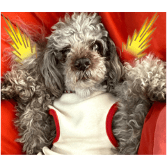 [LINEスタンプ] 老犬ゴンの日常