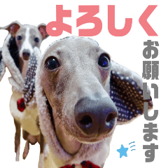 [LINEスタンプ] イタグレちゃんといっしょ！