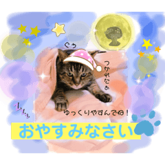 [LINEスタンプ] 猫のぐうとちょこびの日常