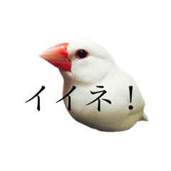 [LINEスタンプ] 白文鳥ペガサス