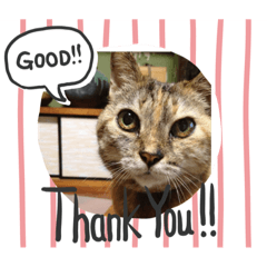 [LINEスタンプ] 猫たちのサイン
