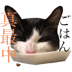 [LINEスタンプ] 猫ですが何か。