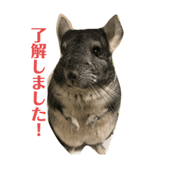 [LINEスタンプ] ちんちらのみかんさんパート2