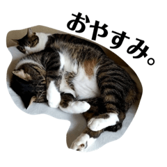 [LINEスタンプ] 兄弟猫のたろじろ