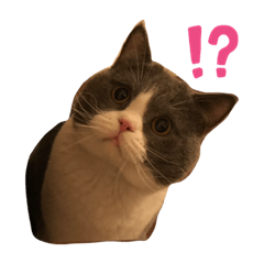 [LINEスタンプ] ハチワレボーイ ルイⅣ