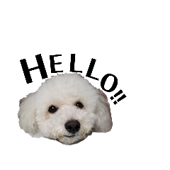 [LINEスタンプ] わたがし犬.