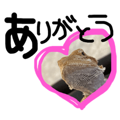 [LINEスタンプ] うちの子たち とかげちゃん