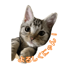 [LINEスタンプ] 短足ジャック(マンチカン)