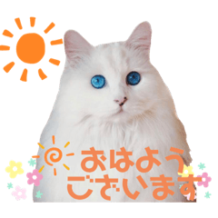 [LINEスタンプ] 真っ白でブルーアイの美しい猫の日常