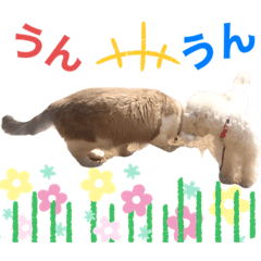 [LINEスタンプ] トイプードルのぷ〜ちゃんとぴあ君の日常