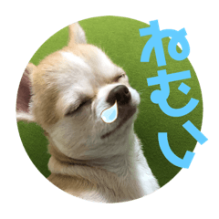 [LINEスタンプ] チワワのアース君