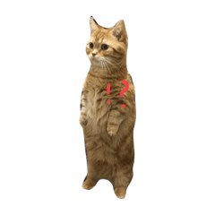 [LINEスタンプ] マンチカンの万作