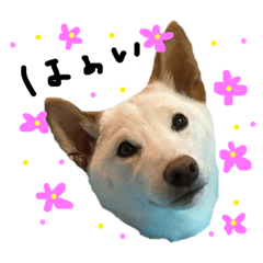 [LINEスタンプ] 白柴犬諭吉行事
