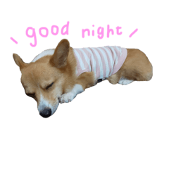 [LINEスタンプ] コーギーのくうかい