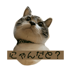 [LINEスタンプ] 猫のぽとふ
