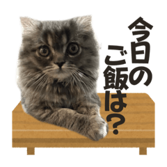 [LINEスタンプ] スコティッシュ 猫の五朗さん