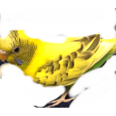 [LINEスタンプ] ゴンちゃん1歳インコ