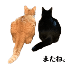 [LINEスタンプ] ききとろんとたまにこはる