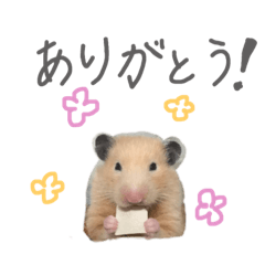 [LINEスタンプ] はむ(キンクマ)