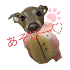 [LINEスタンプ] イタグレ ここ⭐️