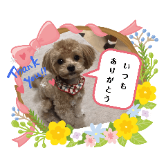 [LINEスタンプ] 日本一可愛いで有名なロイちゃん(2才)♪