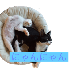[LINEスタンプ] かわいいねこのごろごろすたんぷ♡