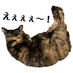 [LINEスタンプ] 鈴木さんが飼ってる猫