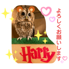 [LINEスタンプ] モリフクロウのハリーちゃんスタンプ