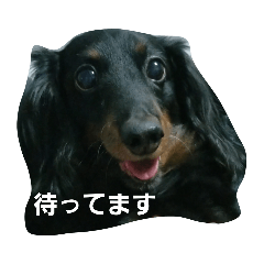 [LINEスタンプ] ダックスのちゃぴちょろスタンプ
