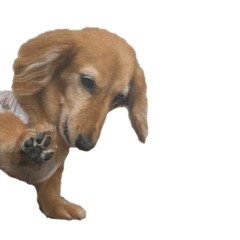 [LINEスタンプ] こりき4