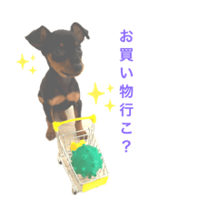 [LINEスタンプ] ミニピン・チャーリー