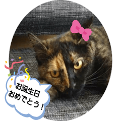 [LINEスタンプ] クールな眼力(さび猫ちゃん)