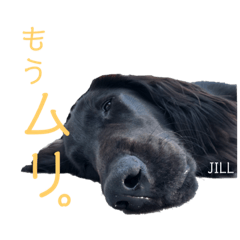 [LINEスタンプ] フラットコーテッド ジル