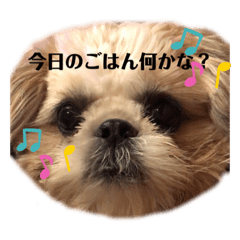 [LINEスタンプ] 日々まるちゃん13