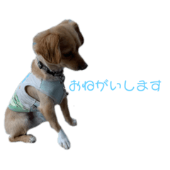 [LINEスタンプ] おいぬさんとおデブ