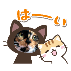 [LINEスタンプ] 三毛猫コロンちゃん♪