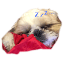 [LINEスタンプ] まるちゃんのいる暮らし