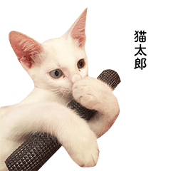 [LINEスタンプ] 白猫のなむ2