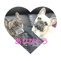[LINEスタンプ] フレンチブルドッグ  感謝の気持ち・エール