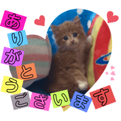 [LINEスタンプ] ねこまーち キュートベイビー