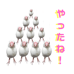 [LINEスタンプ] 文鳥無双の画像（メイン）