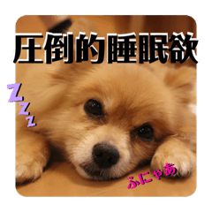 [LINEスタンプ] ヤスくんちのかわい子ちゃんたち
