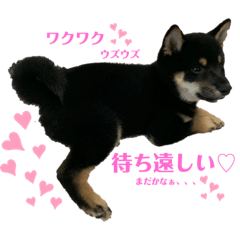 [LINEスタンプ] 愛犬 豆柴サラ 第4弾
