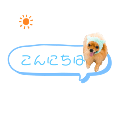 [LINEスタンプ] pomeranianファミリー