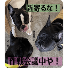[LINEスタンプ] ブヒ3兄弟
