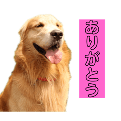 [LINEスタンプ] ルート隊長スタンプ