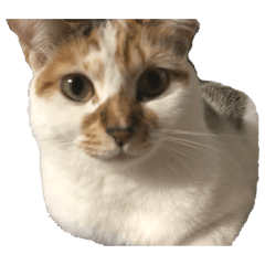 [LINEスタンプ] みぃちゃん（飼い主自己満スタンプ）