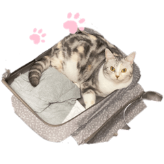 [LINEスタンプ] ソフィのスタンプ第三弾！