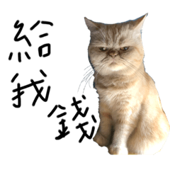 [LINEスタンプ] ねこねこ 0.0