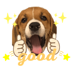 [LINEスタンプ] みんなのボンちゃんスタンプ